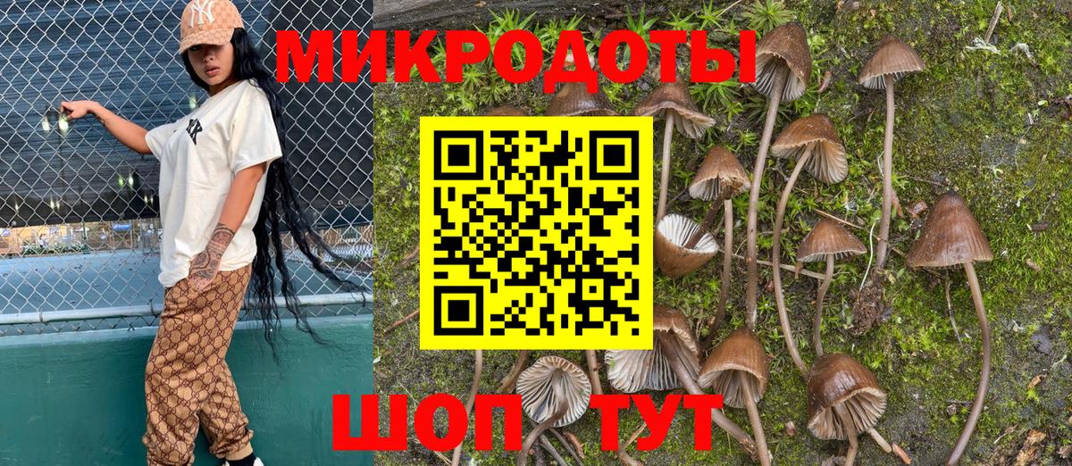 Галлюциногенные грибы Psilocybe Чайковский