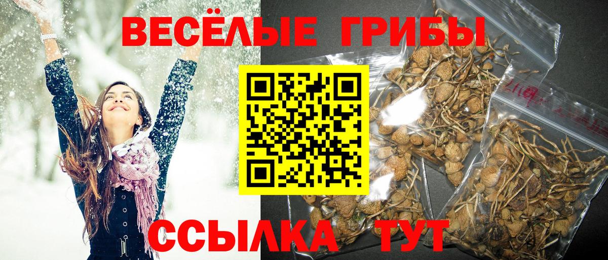 Чайковский  Галлюциногенные грибы Psilocybe  Вход с VPN 
